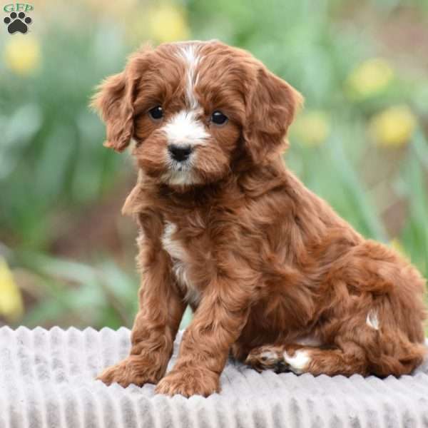 Jared, Cavapoo Puppy